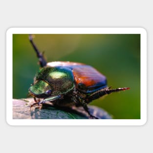 Beetle Yoga. Japanese Scarab Beetle Macro Photograph Magnet